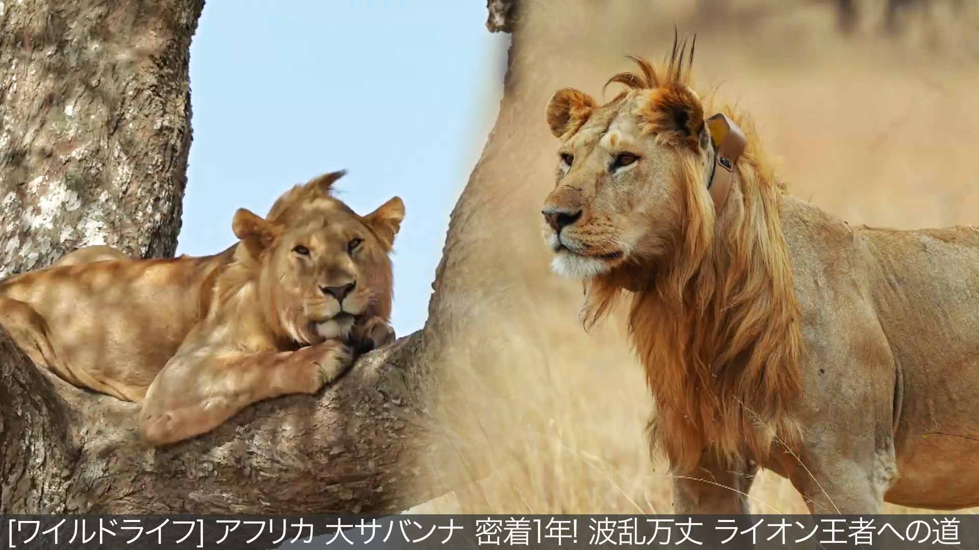 NHK Enterprises - Catalog